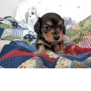 ミニチュアダックスフンド(ロング)【長野県・女の子・2025年10月17日・ブルータン】の写真「とても元気で可愛らしい顔立ちしています」