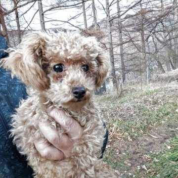 ティーカッププードル【長野県・男の子・2025年4月30日・アプリコット】の写真「小さくて本当に優しく可愛らしい子です」