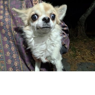 チワワ(ロング)【長野県・男の子・2025年1月3日・レッド&ホワイト】の写真「走る事が大好きです」