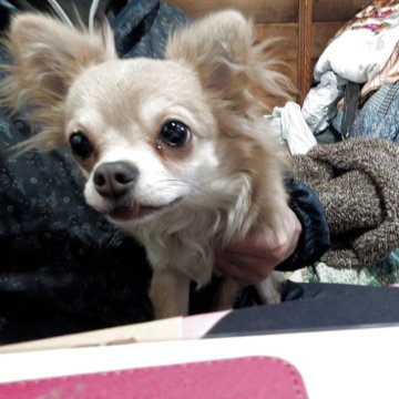 チワワ(ロング)【長野県・男の子・2025年3月18日・ブルーフォーン】の写真「姉妹が行き1人ぼっち淋しくなっちゃった」