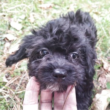 チワプー(チワワ×トイプードル)【長野県・男の子・2025年8月7日・ブラック】の写真「モコモコ可愛い兄弟仲良しです」