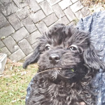 チワプー(チワワ×トイプードル)【長野県・男の子・2025年8月7日・ブラック】の写真「モコモコ可愛い兄弟仲良し」