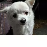 チワワ(ロング)