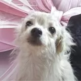 チワワ(ロング)