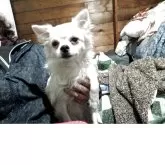 チワワ(ロング)