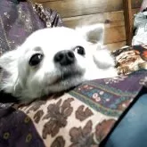 チワワ(ロング)