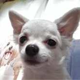 チワワ(ロング)