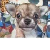 チワワ(ロング)【長野県・女の子・2025年3月18日・レッド&ホワイト】の写真1