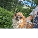 チワワ(ロング)【長野県・男の子・2024年10月18日・パーティー】の写真2