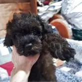 トイプードル(トイ)【長野県・女の子・2025年5月22日・ブリンドル】の写真4