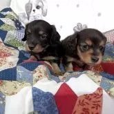 ミニチュアダックスフンド(ロング)【長野県・男の子・2025年10月17日・ブラックタン】の写真5