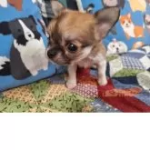 チワワ(ロング)【長野県・女の子・2025年3月18日・レッド&ホワイト】の写真5