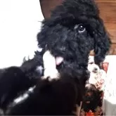 トイプードル(トイ)【長野県・女の子・2025年5月28日・ブラック】の写真6