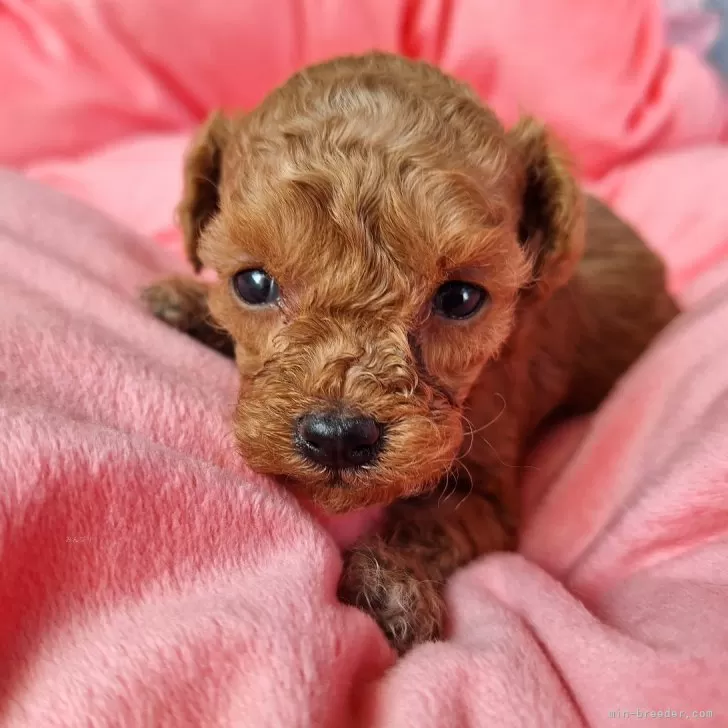 ID：2405-02340の子犬