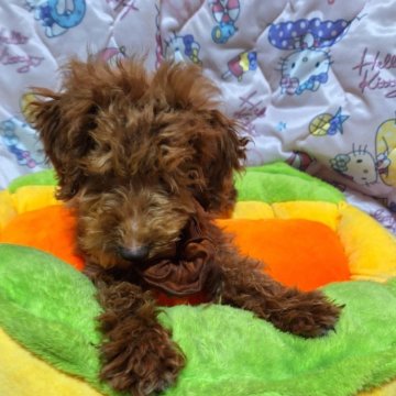 トイプードル(トイ)【長野県・男の子・2023年9月2日・アプリコット】の写真「しっかりとした元気な子犬です」