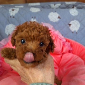 トイプードル(タイニー)【長野県・女の子・2024年4月1日・レッド】の写真「体格はしっかりしているそうです」