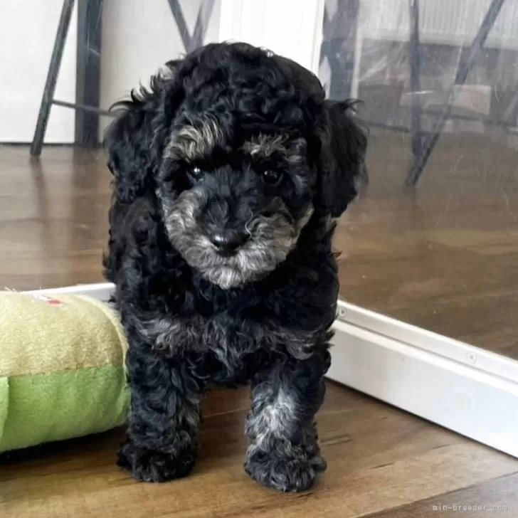 ID:2506-04158の子犬
