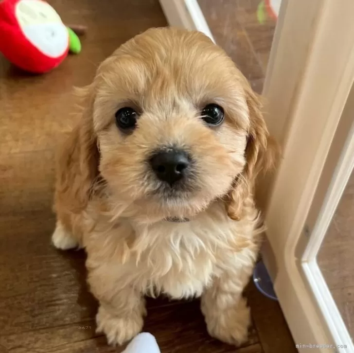 ID：2503-04714の子犬