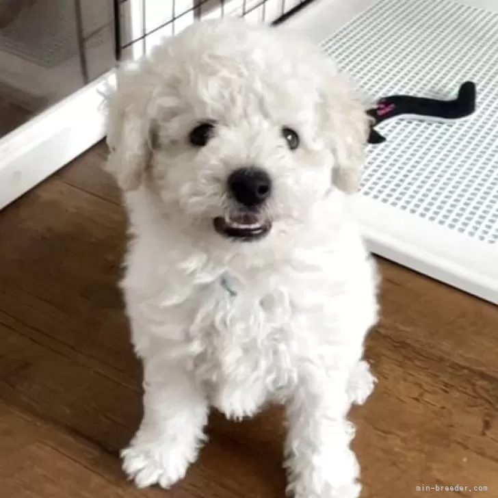 ID：2505-06338の子犬