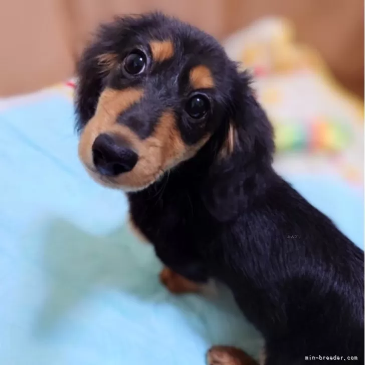 ID：2410-01746の子犬
