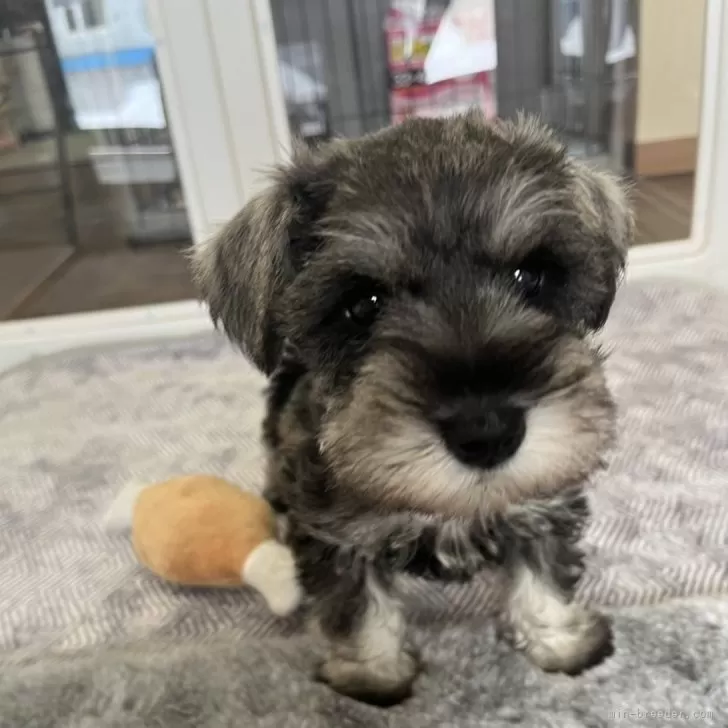 ID：2502-07058の子犬