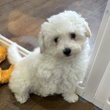 ビションプー(トイプードル×ビションフリーゼ)【北海道・女の子・2025年9月29日・ホワイト】の写真「明るく活発な女の子🎀」