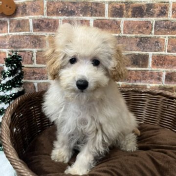 トイプードル(タイニー)【北海道・男の子・2025年8月10日・オレンジフォーン】の写真「元気いっぱい活発な男の子💙」