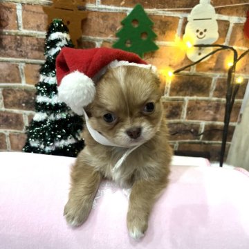 チワワ(ロング)【北海道・女の子・2025年10月3日・レッド&ホワイト】の写真「明るく人懐っこい女の子🩷」