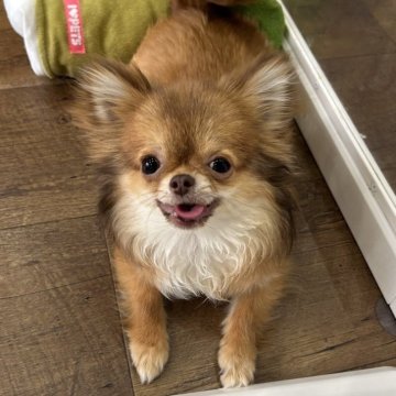 チワワ(ロング)【北海道・女の子・2025年3月4日・レッドフォーン】の写真「極小チワワの女の子」