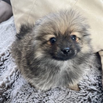 ポメラニアン【北海道・女の子・2024年11月3日・オレンジセーブル】の写真「小ぶりでかわちい女の子」