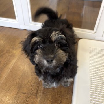 マルックス(マルチーズ×ダックスフンド)【北海道・女の子・2025年7月16日・ブラック&タン】の写真「マロまゆ毛の可愛い子ちゃん」