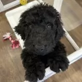 スタンダードプードル