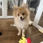 ポメラニアン