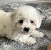 ビションフリーゼ