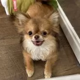 チワワ(ロング)