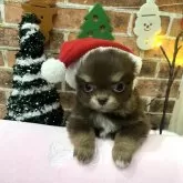 チワワ(ロング)