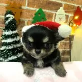 チワワ(ロング)