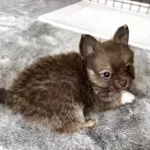 ミックス(チワワ×チワペキ)【北海道・男の子・2025年5月26日・チョコ&ホワイト】の写真2