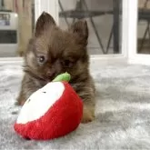 ミックス(チワワ×チワペキ)【北海道・男の子・2025年5月26日・チョコ&ホワイト】の写真5