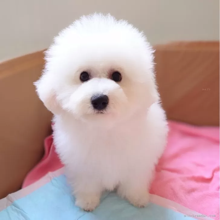 ID：2409-06364の子犬