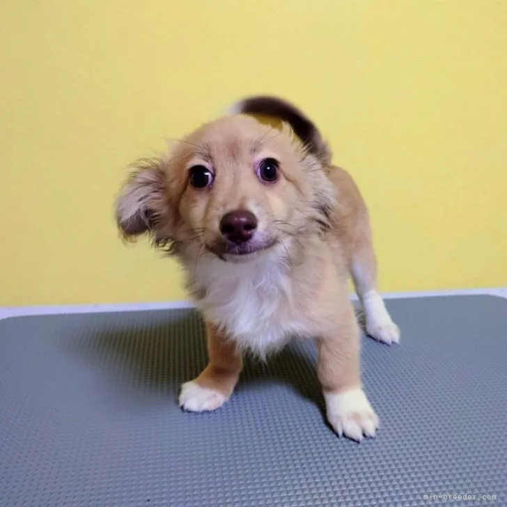 ID:2304-01048の子犬