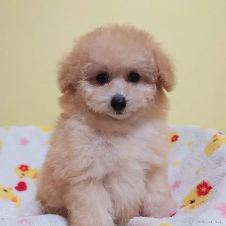 ID:2404-01711の子犬