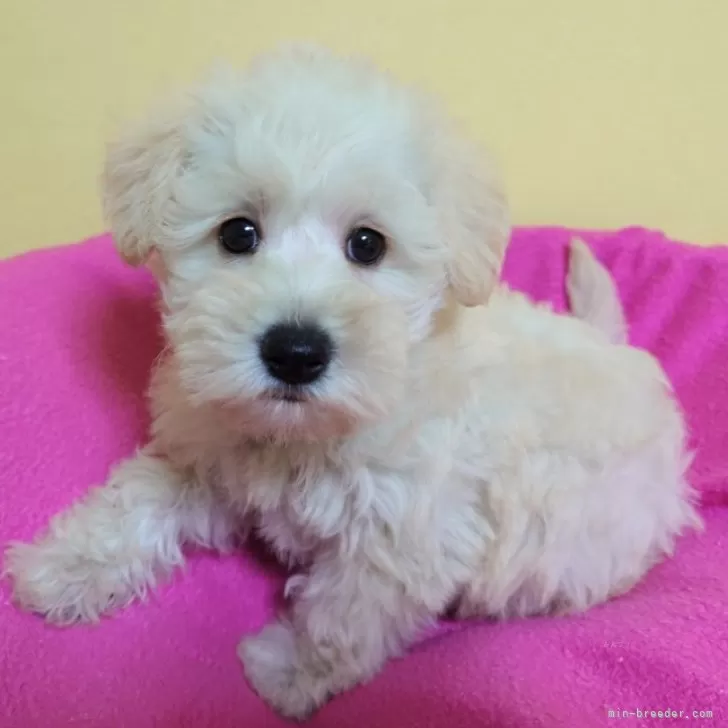 ID:2408-03262の子犬