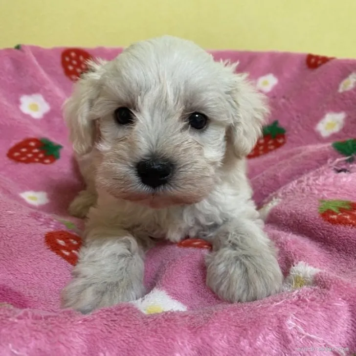 ID:2306-03477の子犬
