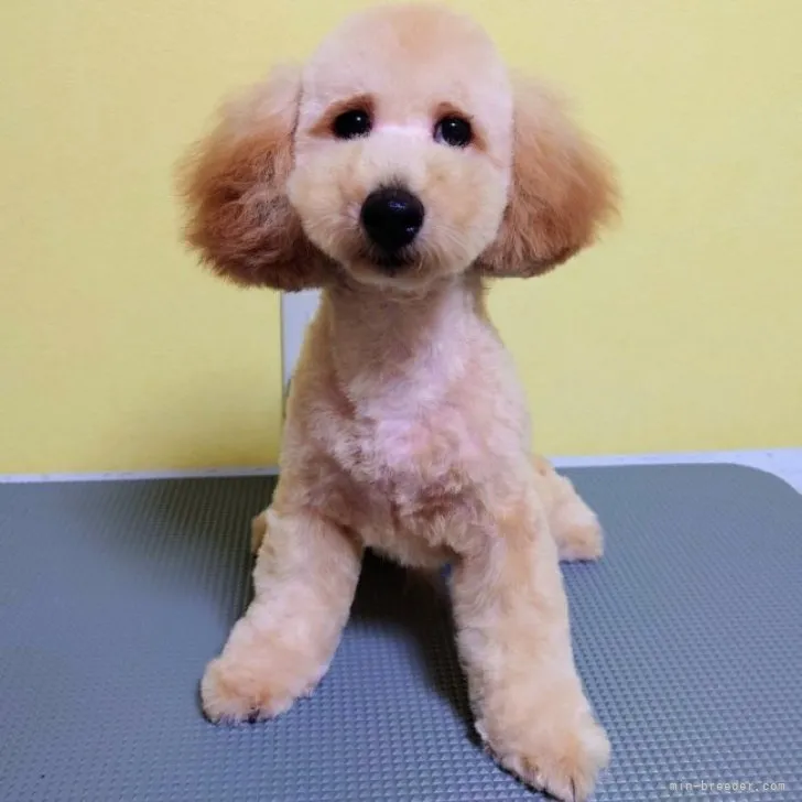 ID：2302-02921の子犬