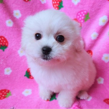 ミックス(ペキマルシー×プードル)【北海道・女の子・2023年12月5日・クリーム】の写真「モフモフガール🌷」