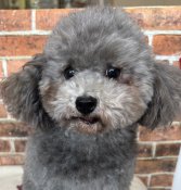 トイプードル【・女の子・2020年8月2日・シルバー】