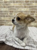 チワワ(ロング)【・女の子・2023年6月17日・レッド&ホワイト】