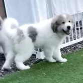 グレートピレニーズ