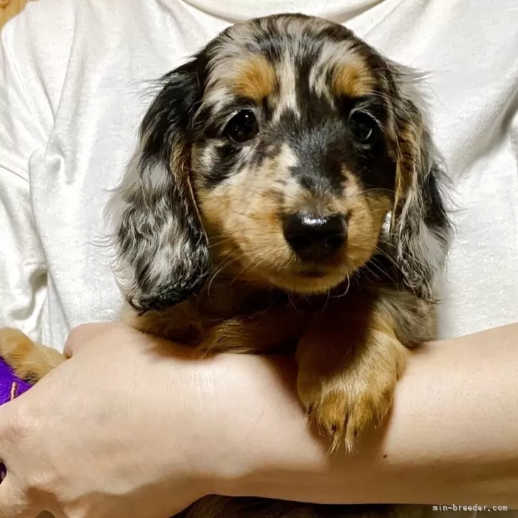 ID：2508-01103の子犬